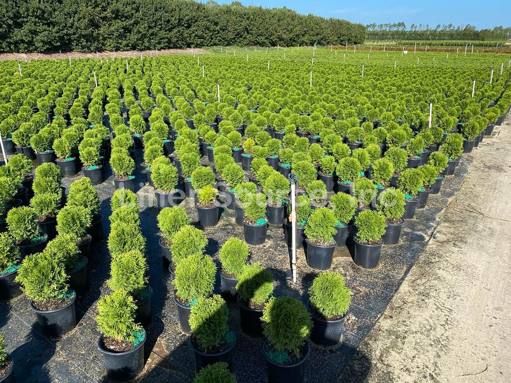 Little Giant Arborvitae Topiary Ball, False White Cedar