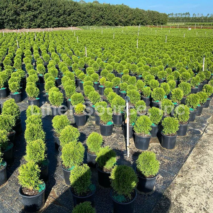 Little Giant Arborvitae Topiary Ball, False White Cedar Nursey Container 2gal