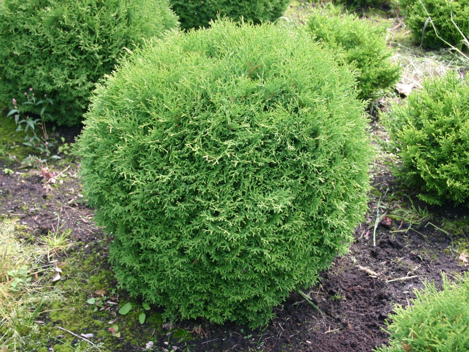 Little Giant Arborvitae Topiary Ball, False White Cedar