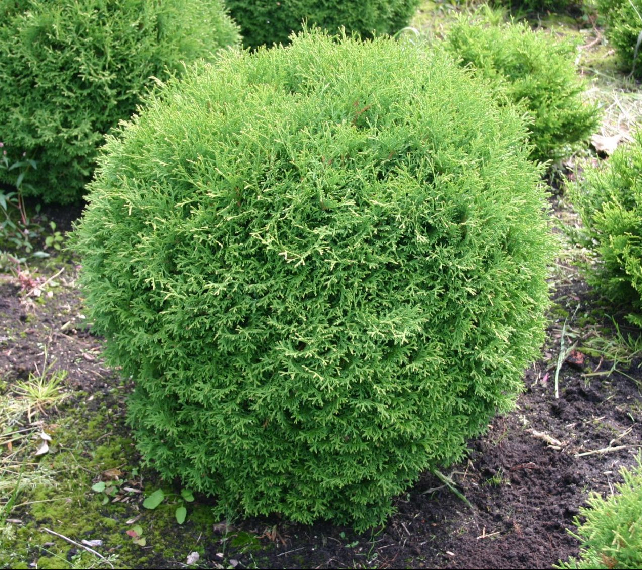 Little Giant Arborvitae Topiary Ball, False White Cedar Fully Grown Green shrub in a garden setting with other plants and rocks.