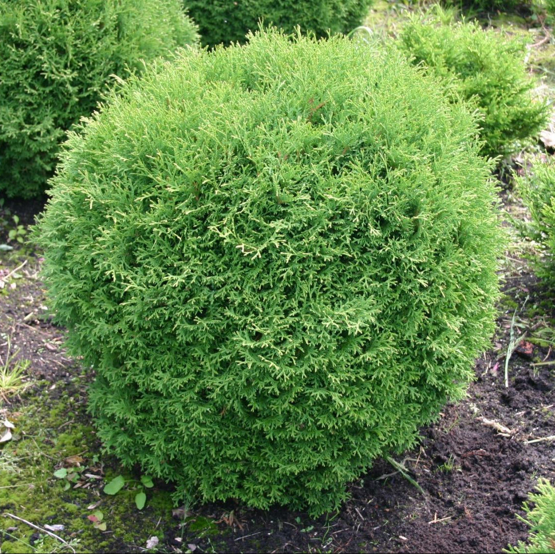 Little Giant Arborvitae Topiary Ball, False White Cedar Fully Grown Green shrub in a garden setting with other plants and rocks.