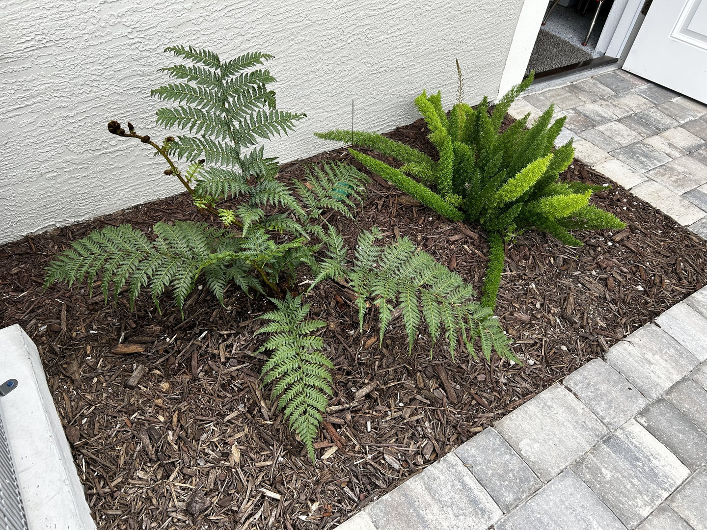 Australian Tree Fern, Beautiful & Exotic outside a house in garden outside house