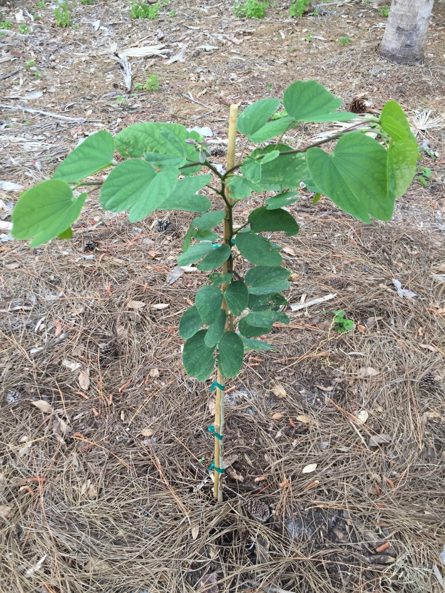 A young Hong Kong Orchid Tree sapling featuring its characteristic large, butterfly-shaped green leaves