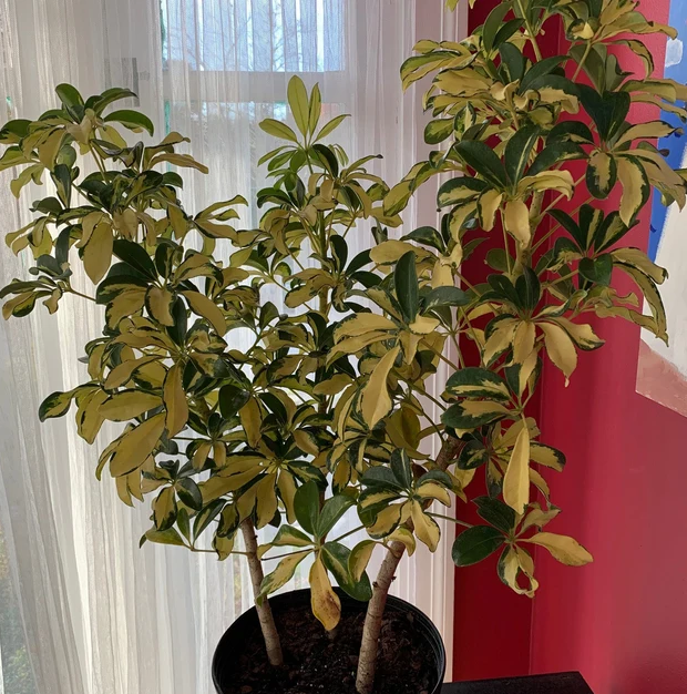 Trinette Arbaricola, Umbrella Tree Live Plant in corner