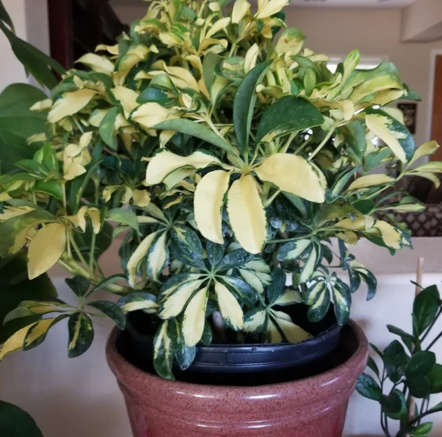 Trinette Arbaricola, Umbrella Tree Live Plant inside house
