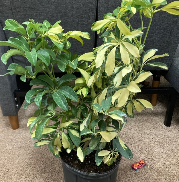 home view of Trinette Arbaricola, Umbrella Tree Live Plant