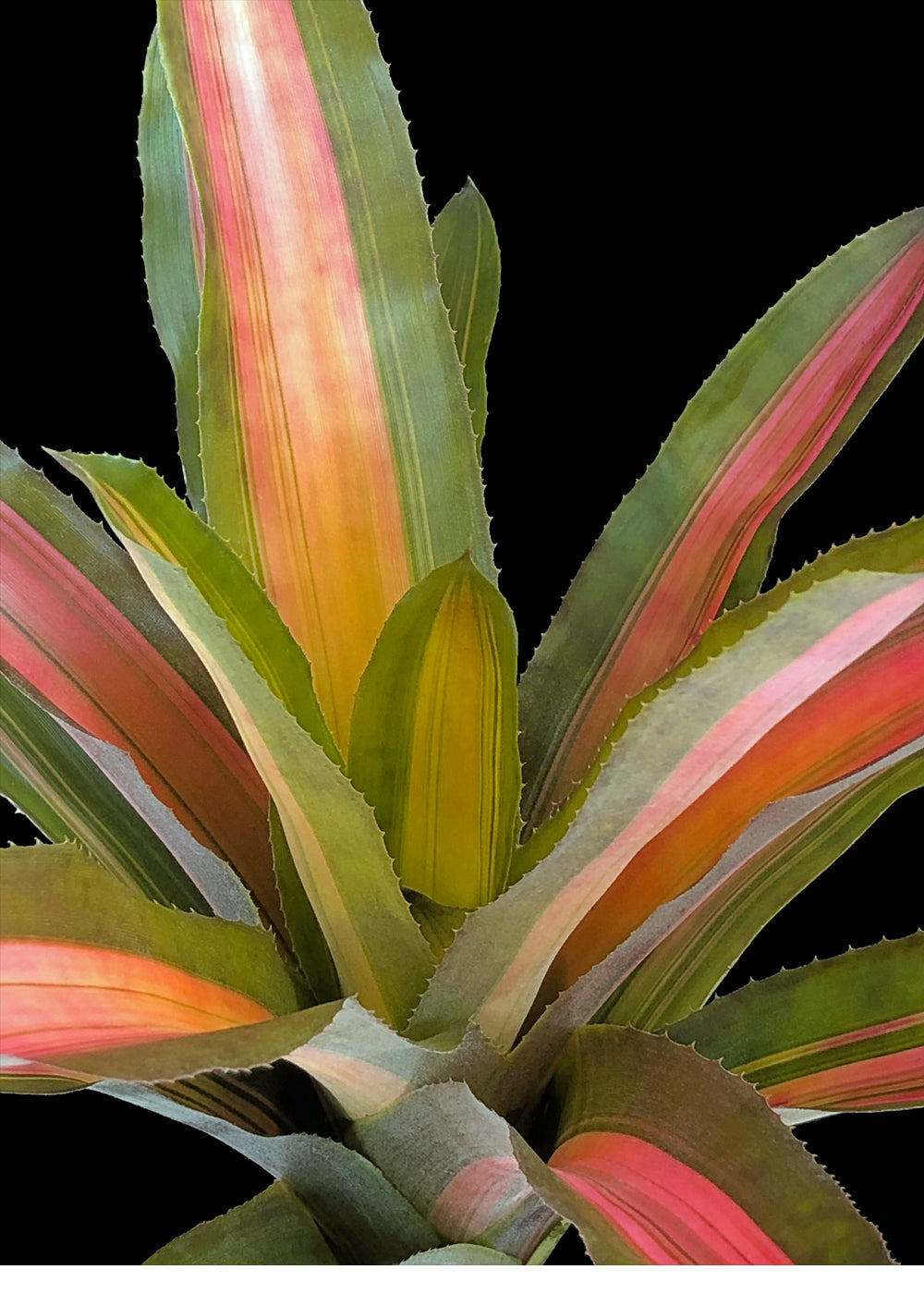 leaves of Bromeliad, Aechmea Alvarez Variegated