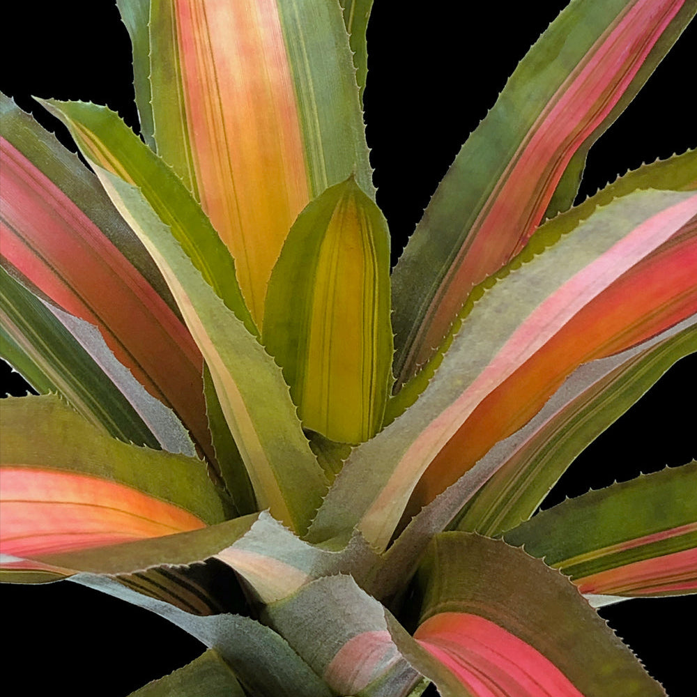 leaves of Bromeliad, Aechmea Alvarez Variegated