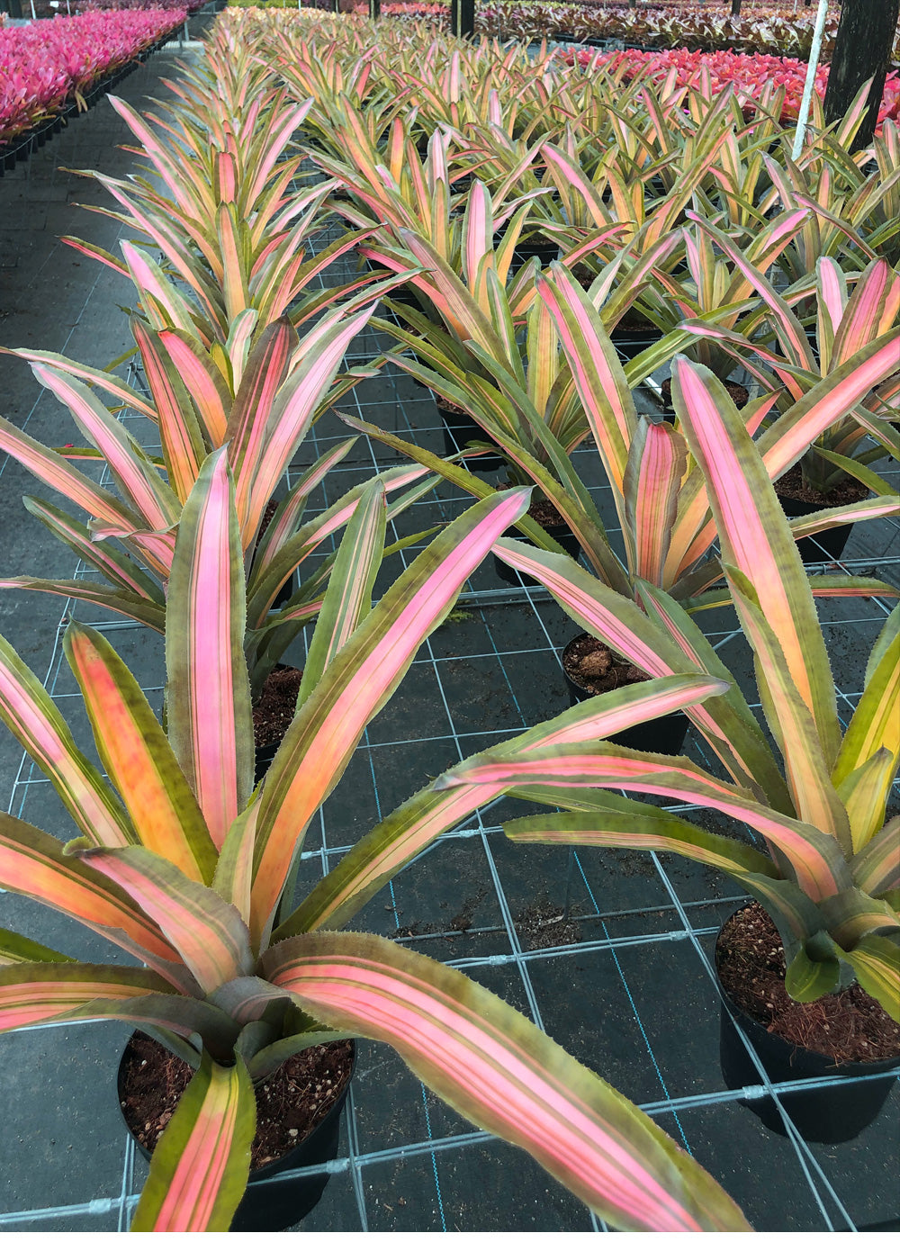 multiple Bromeliad, Aechmea Alvarez Variegated