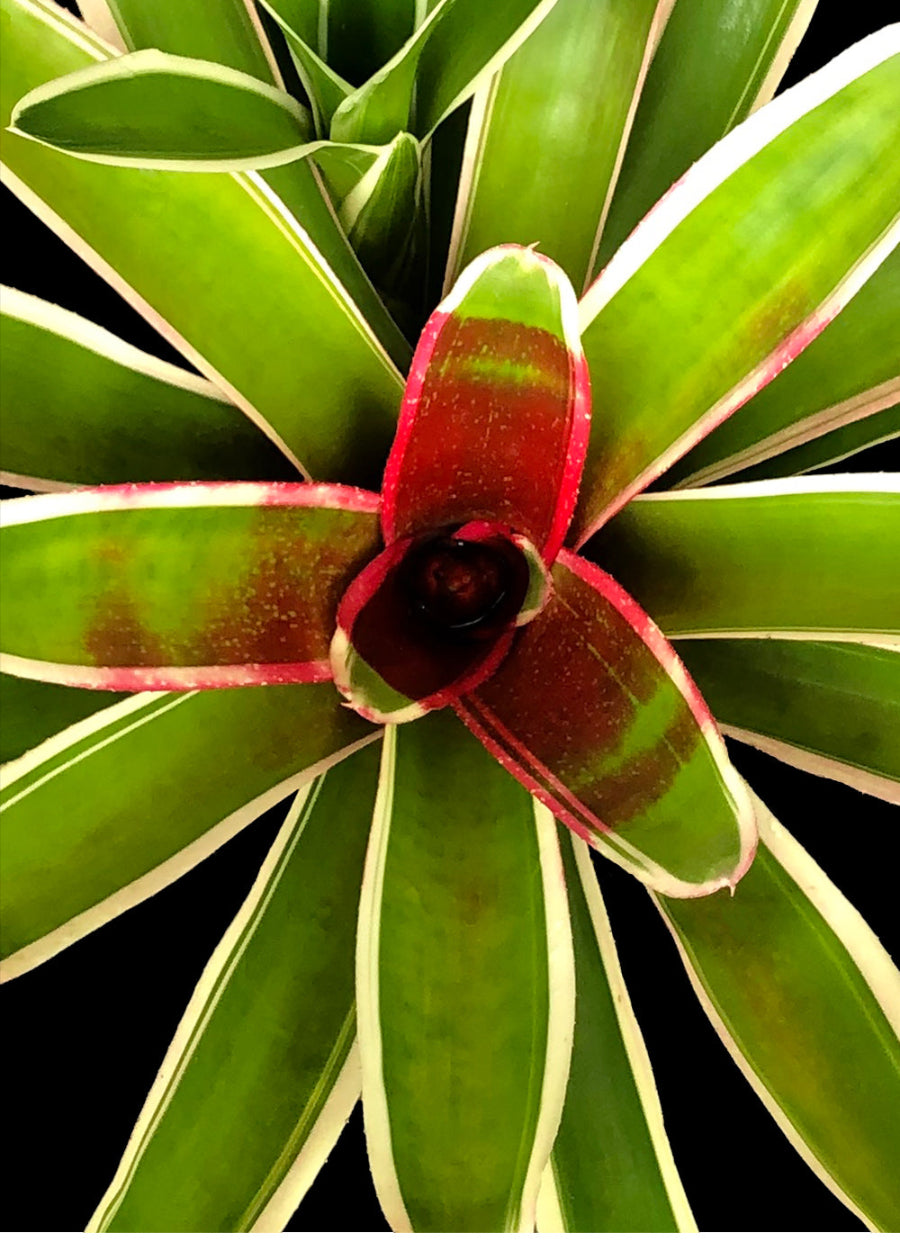 A top-down, close-up view of a Chile Verde Bromeliad, featuring a striking rosette of bright green leaves
