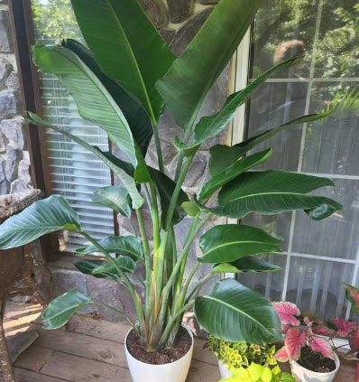 White Bird of Paradise in Deco Planter in a white pot