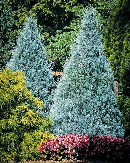 Wichita Blue, Rocky Mountain Juniper