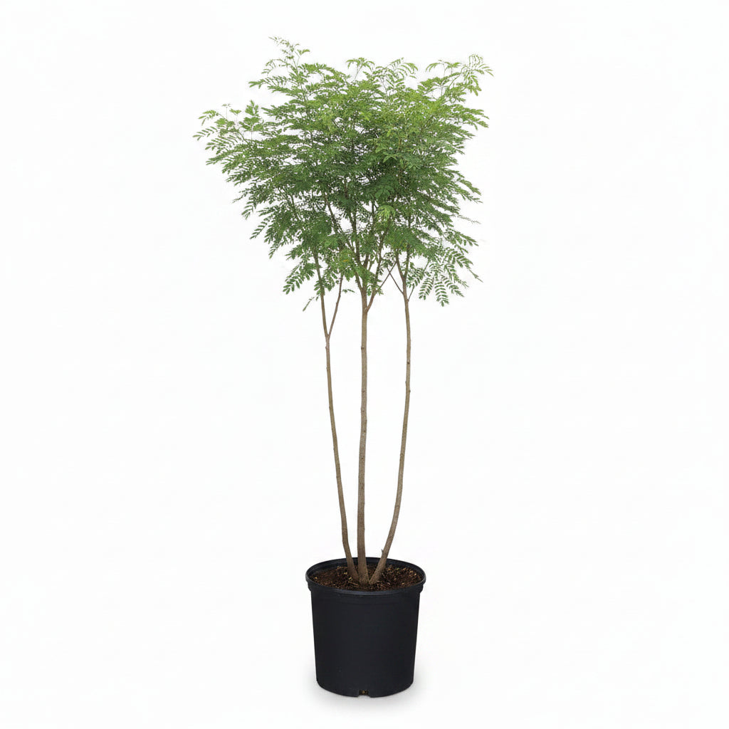 A young, potted Wild Tamarind tree with delicate, feathery green leaves, supported by a bamboo stake in a black nursery pot