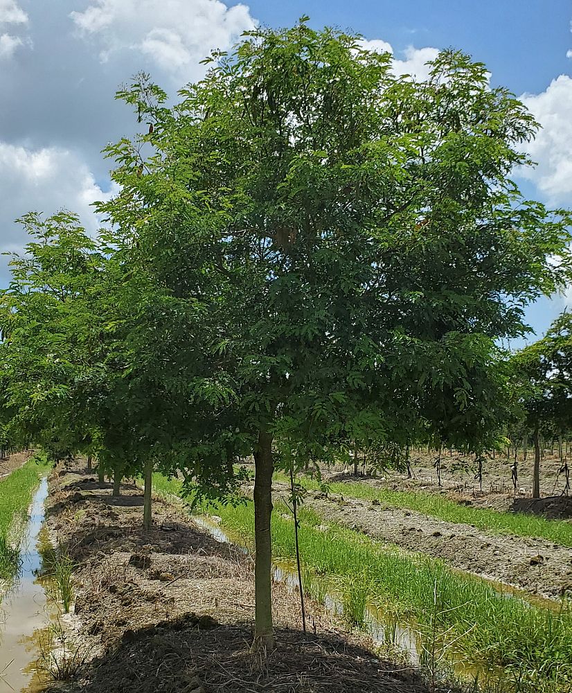 Wild Tamarind, Lysiloma latisiliquum