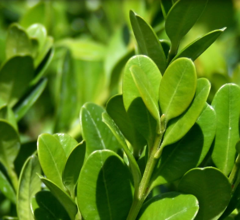 Winter Green Boxwood Shrub