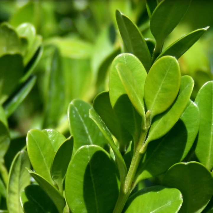 Winter Green Boxwood Shrub close view