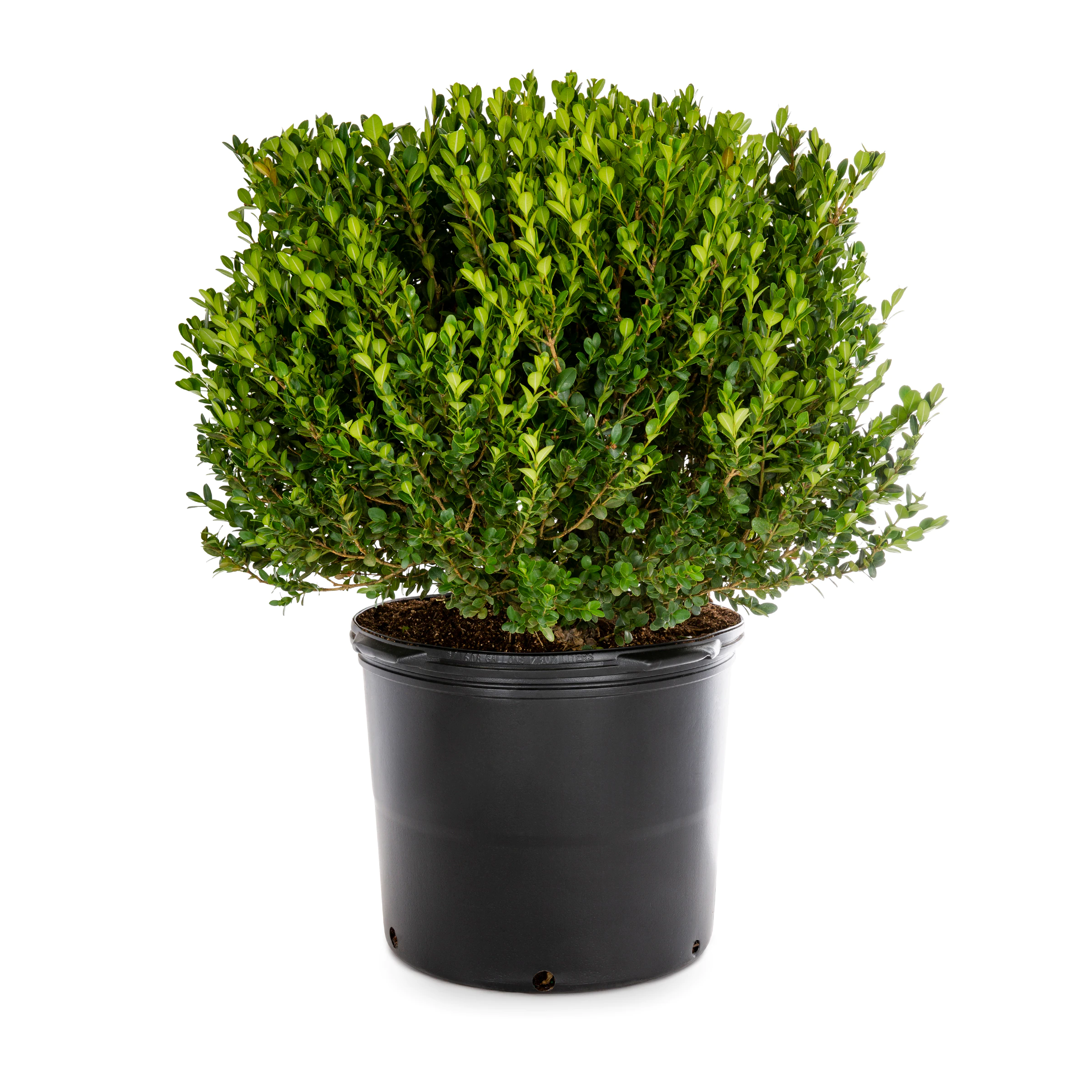 Winter Green Boxwood Shrub
