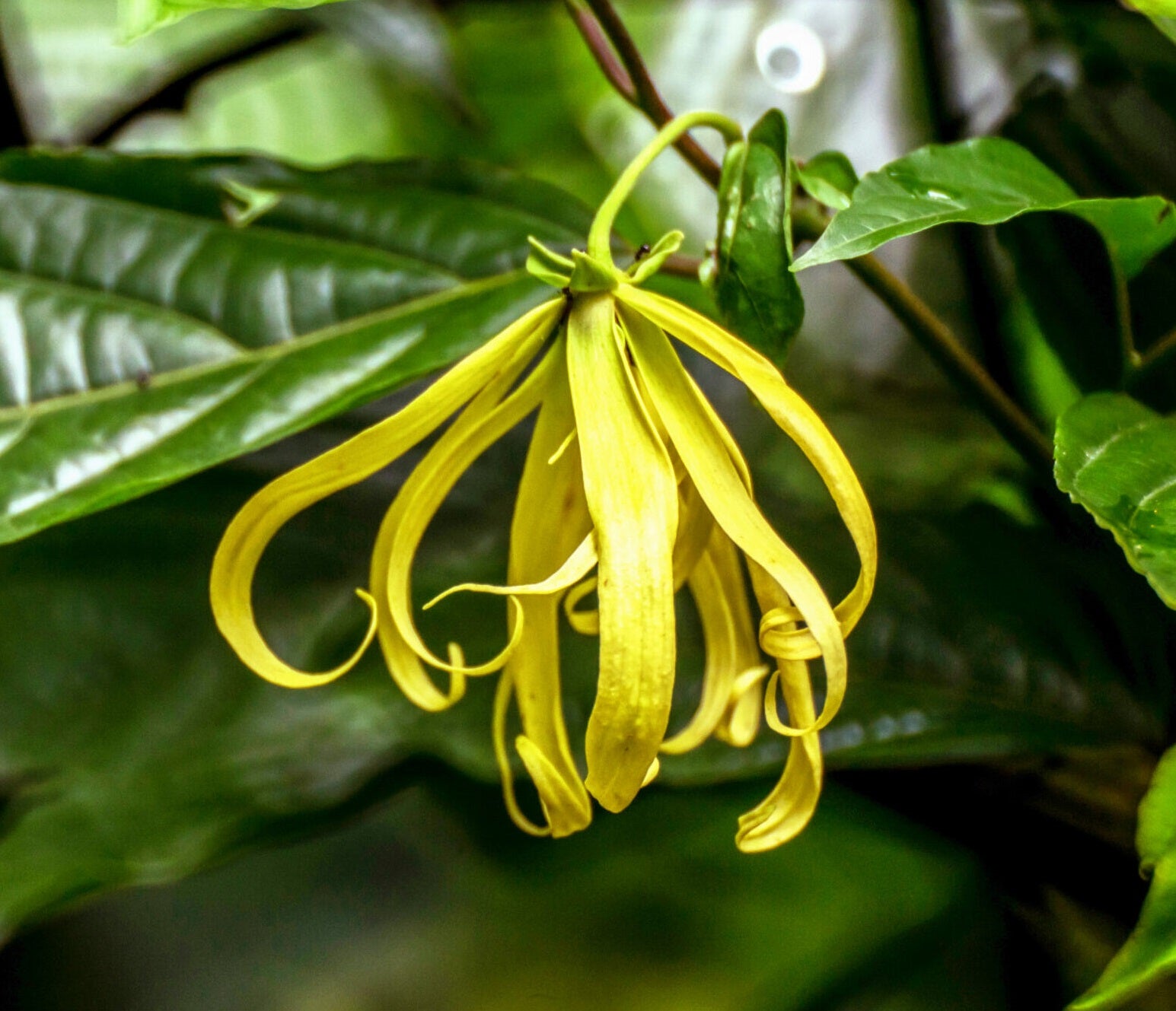 Ylang-ylang Cananga Odorata Flower Tree