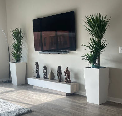 indoor plants near tv Dracaena Yucca Cane, Yucca Gigantea 2 Stem Staggered