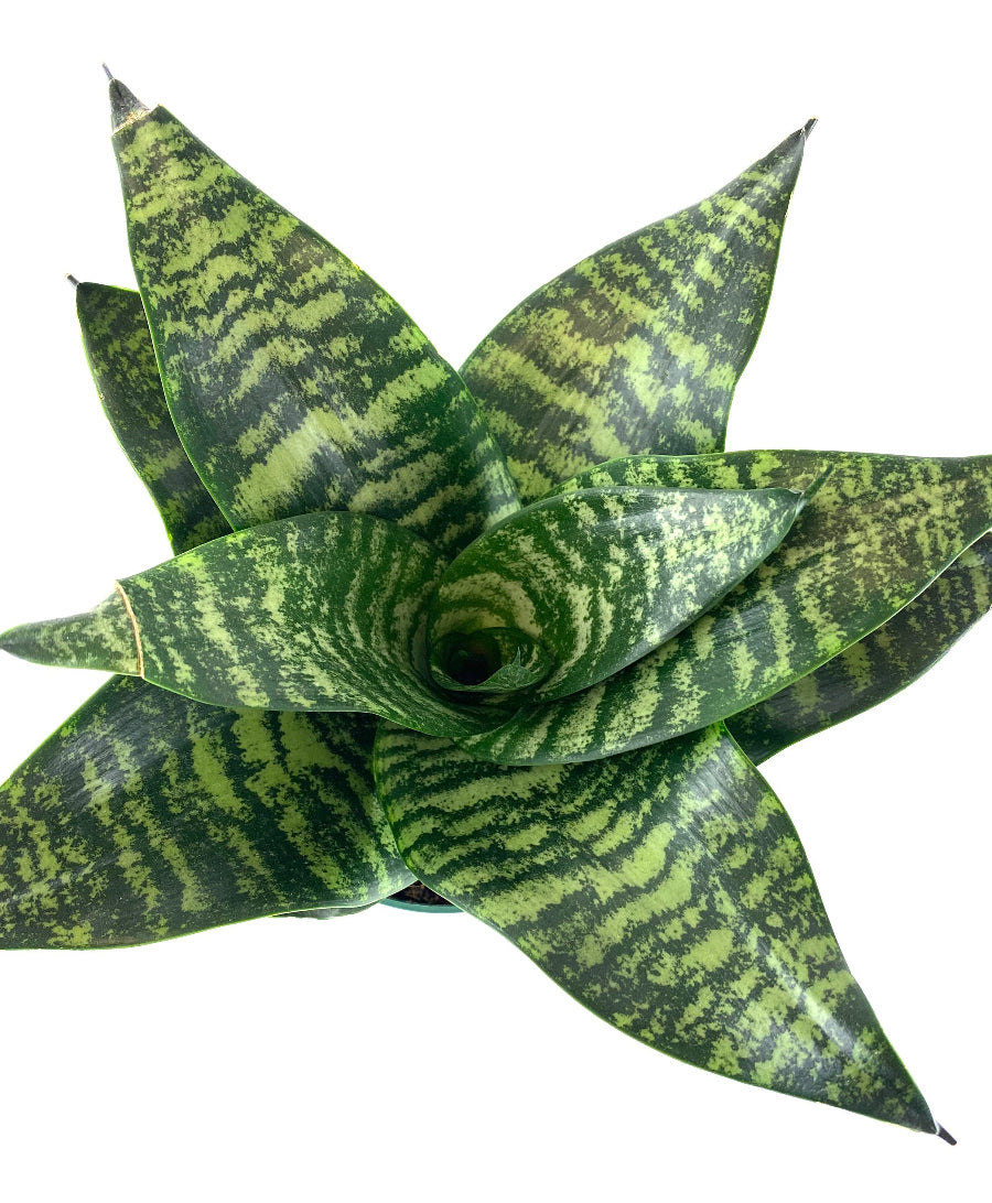 Sansevieria Hahnii Dwarf Laurentii snake plant in a green nursery pot