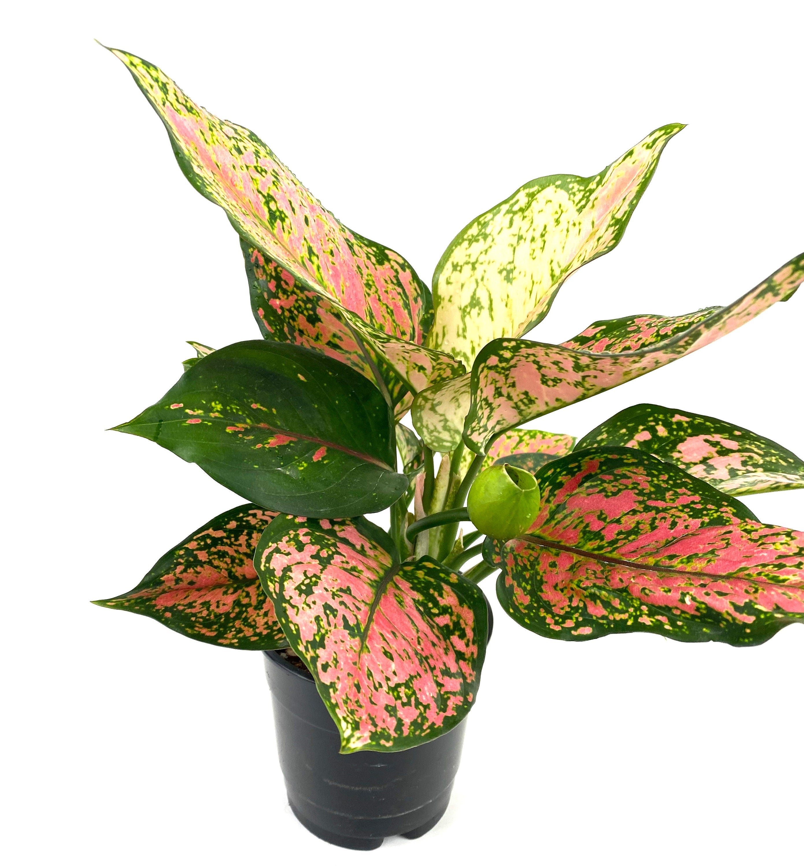 Aglaonema Red Valentine, Chinese Evergreen with white background