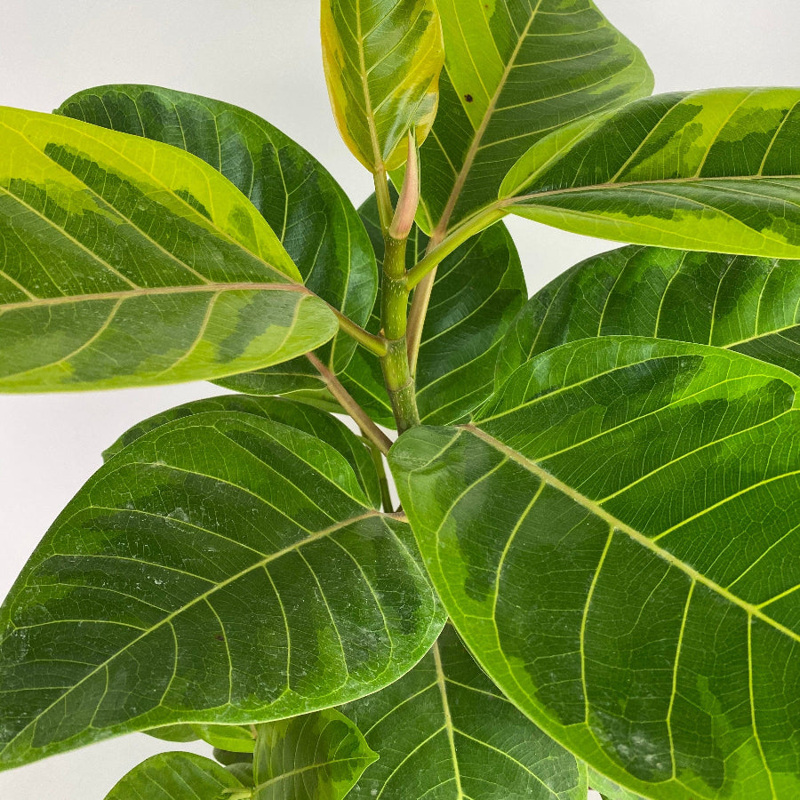 closeup view of leaves of Ficus Altissima Tree Form Double, Variegated Yellow Gem Rubber Tree