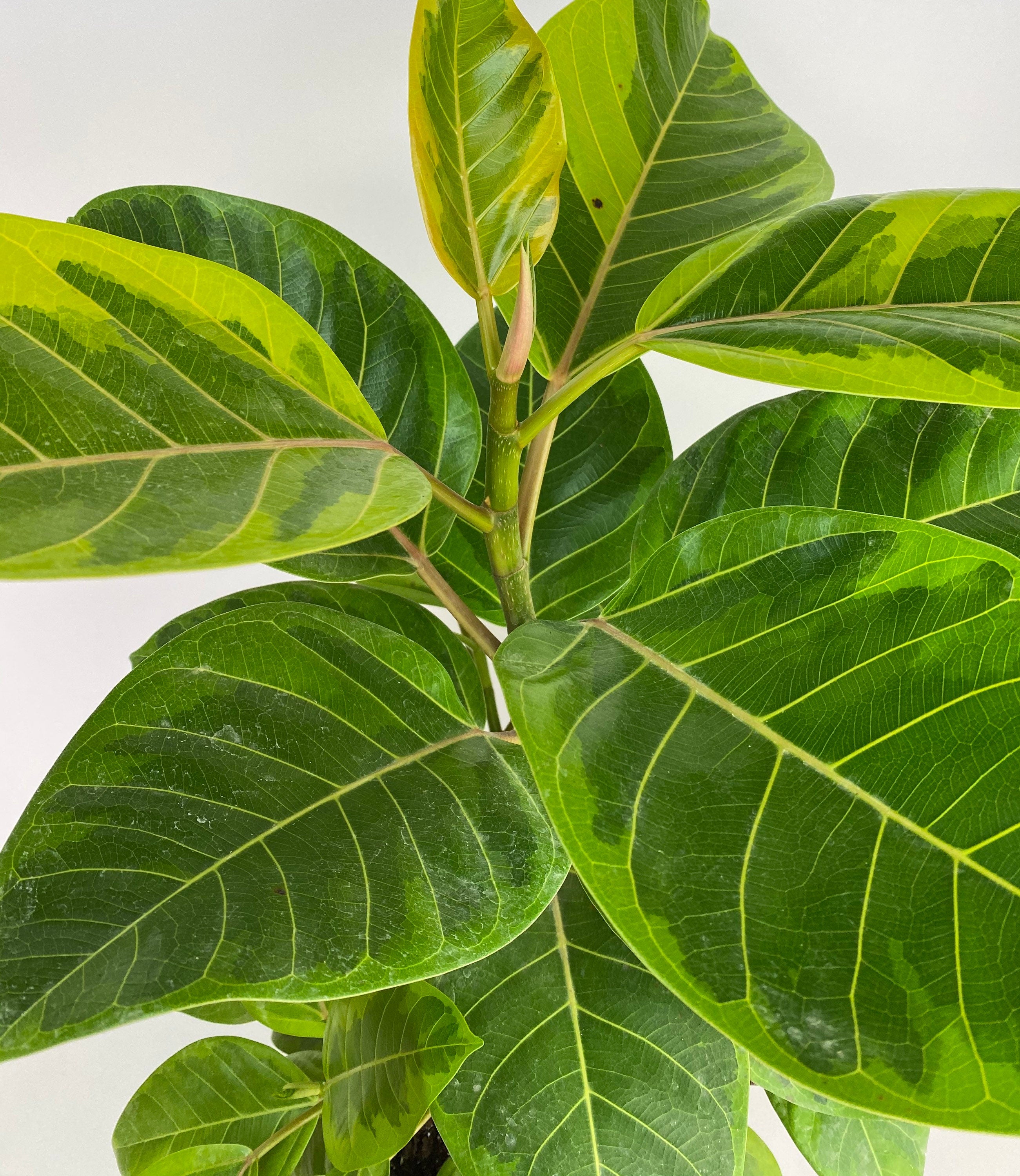 closeup view of leaves of Ficus Altissima Tree Form Double, Variegated Yellow Gem Rubber Tree