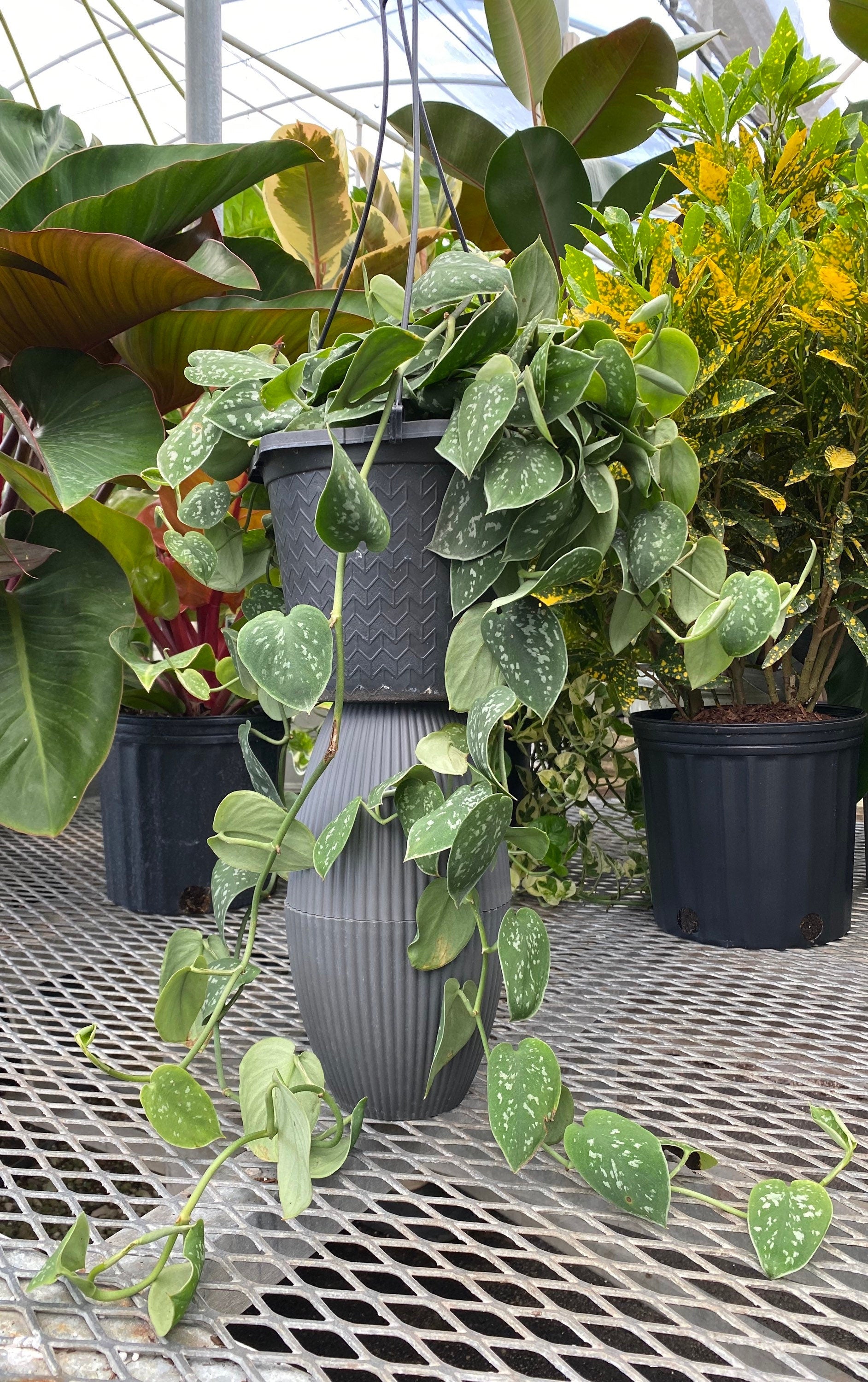 below view of Pothos Silvery Ann, Variegated Green Silver