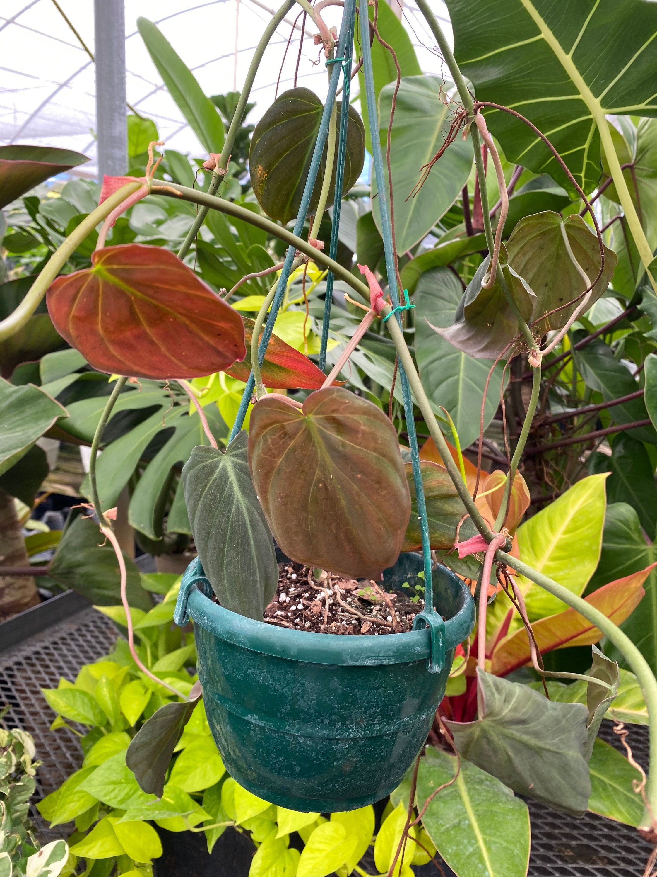 Philodendron Micans in Hanging Basket, Live Plant Vines in a green pot