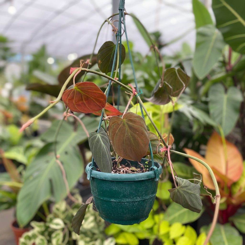Philodendron Micans in Hanging Basket, Live Plant Vines in a green pot