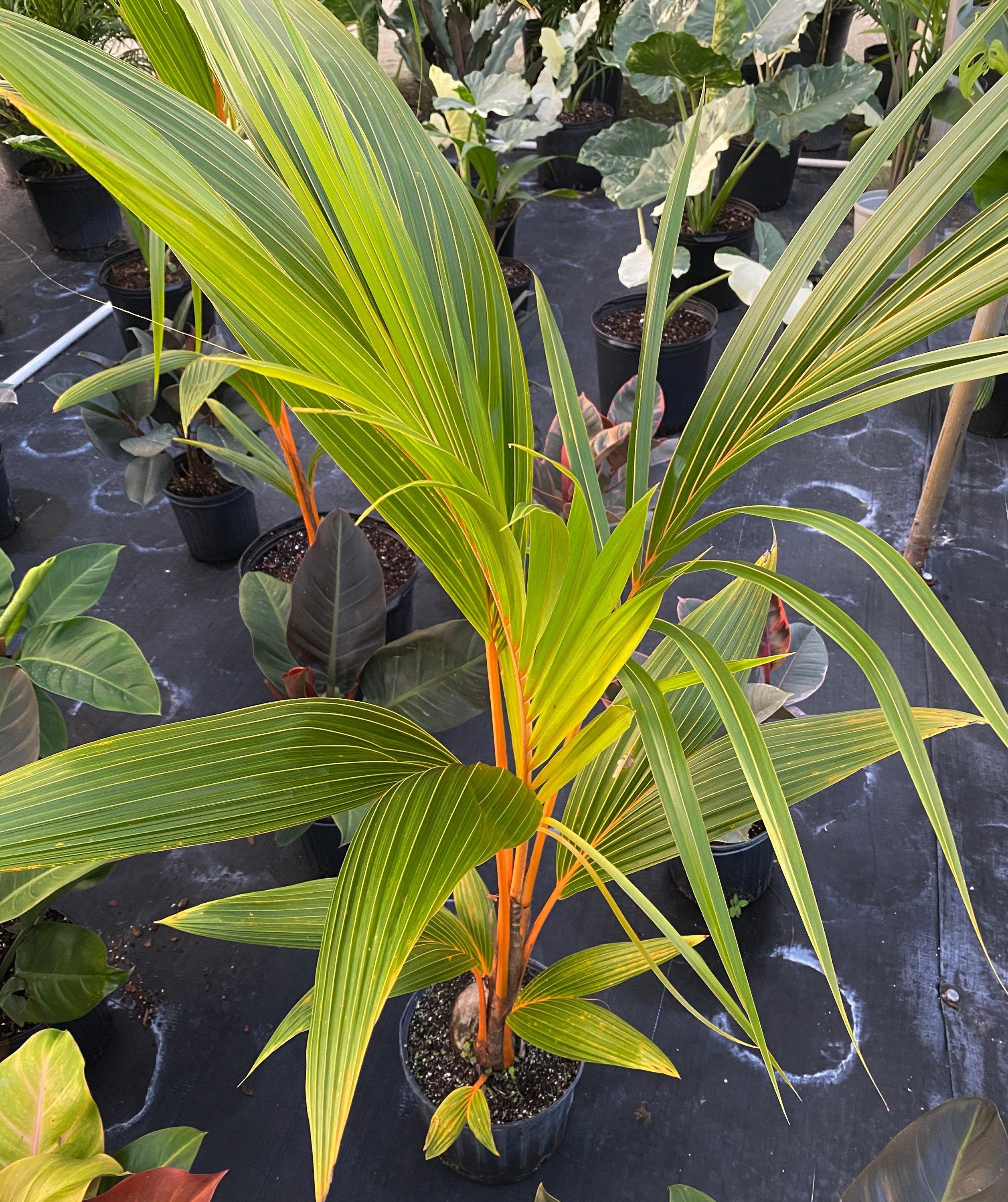 Coconut Tree Red Spicata, Exotic and Rare