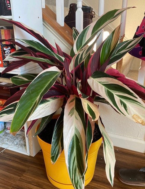 Stromanthe Tricolor, Purple Prayer Plant