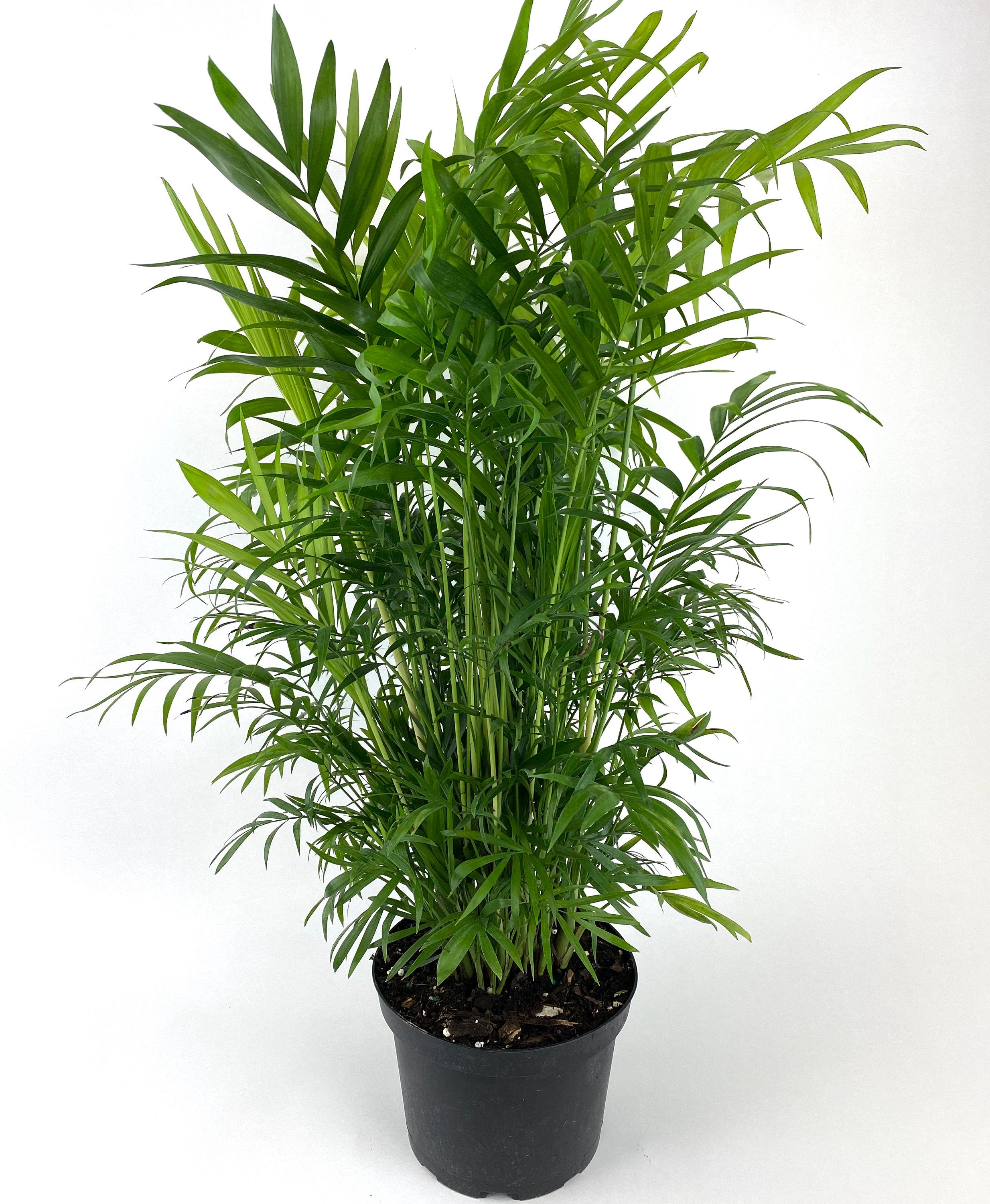 Palm Parlor Neanthe Bella Palm, Live Plant Indoor Air Purifier