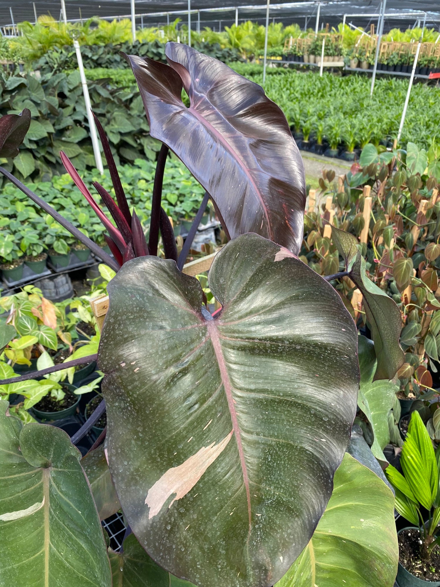 Philodendron Pink Princess in Trellis, Philodendron Erubescens Exotic Plants leaf view