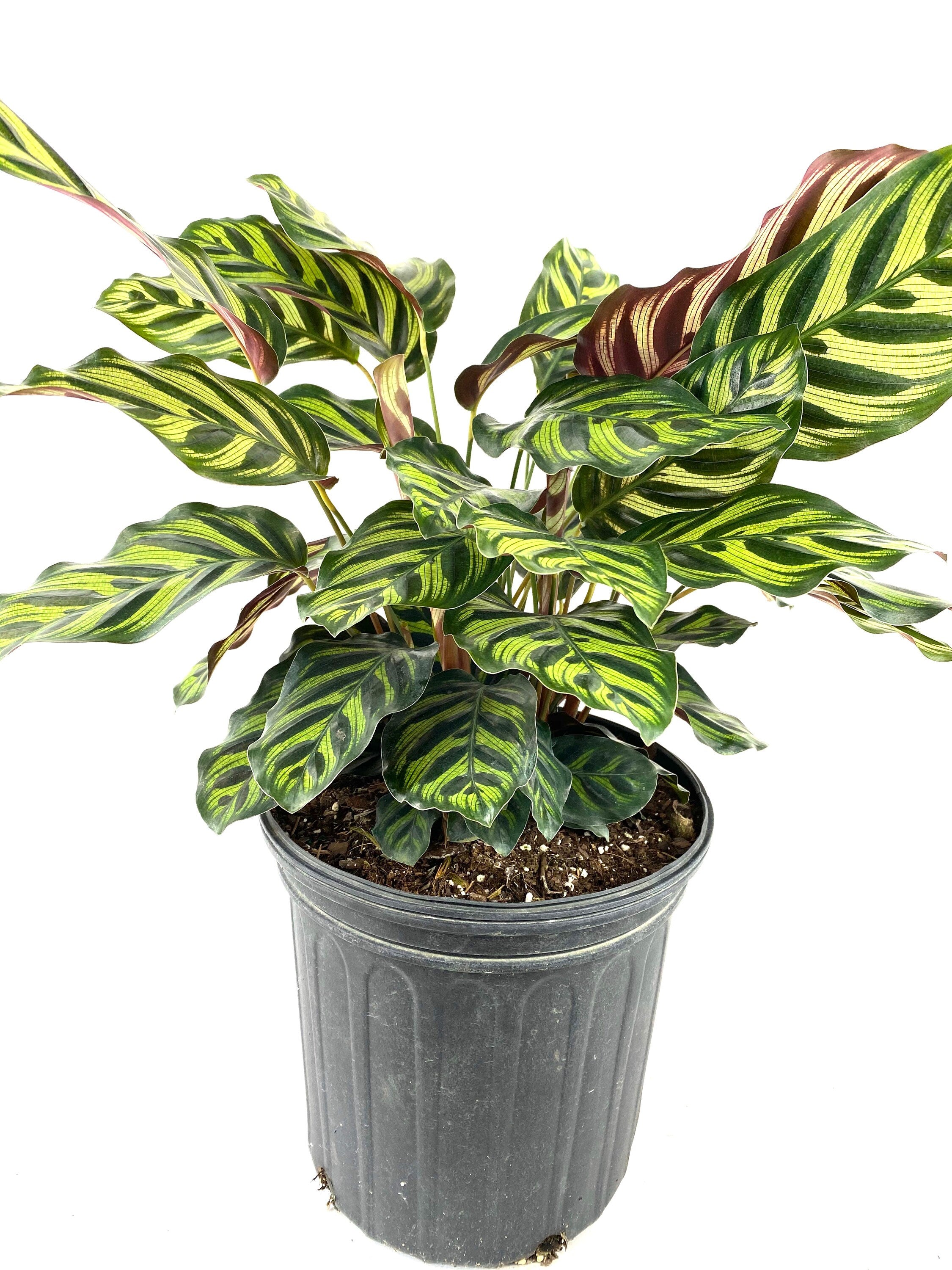 Calathea Makoyana, Prayer Plants front view