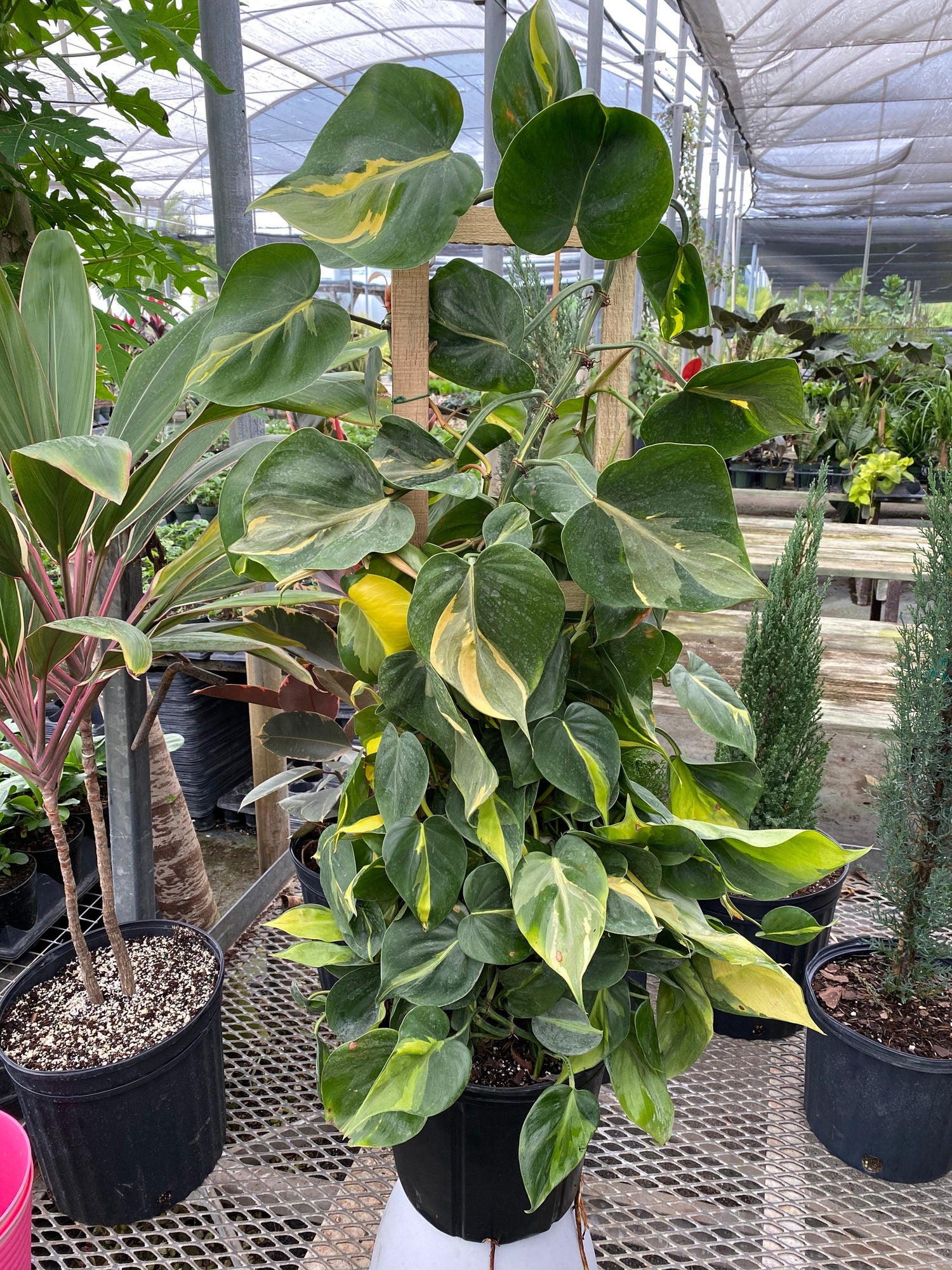 Philodendron Brazil in Trellis, Live Tropical Plant Vine leaf view