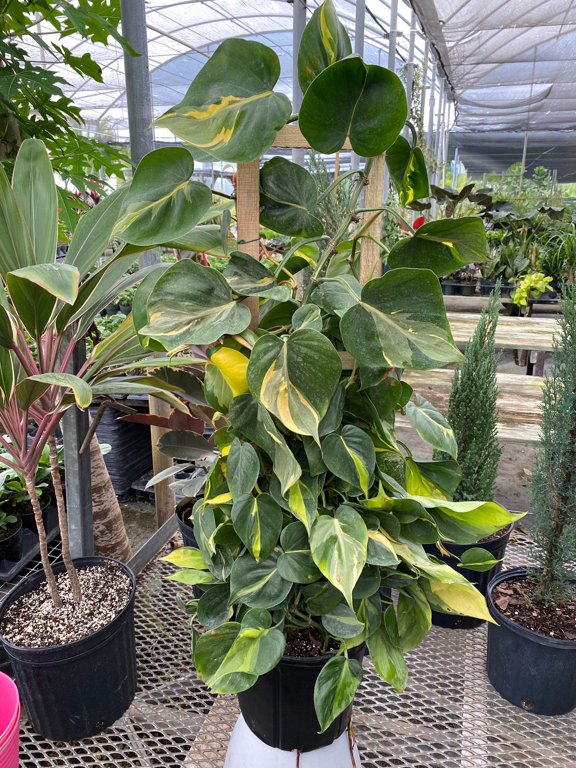 Philodendron Brazil in Trellis, Live Tropical Plant Vine leaf view