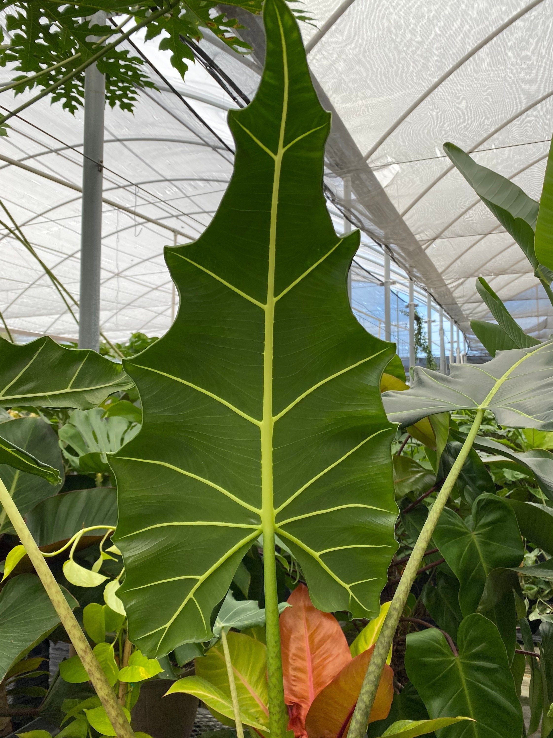 single leave of Alocasia Sarian, Live Tropical Plant