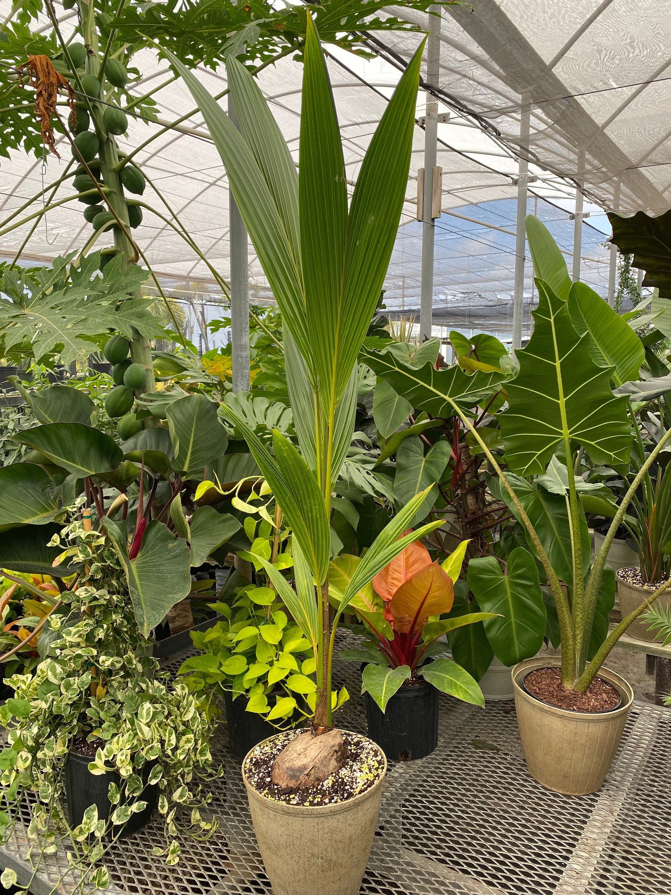 Coconut Palm Tree, Green Malayan Cocos nucifera