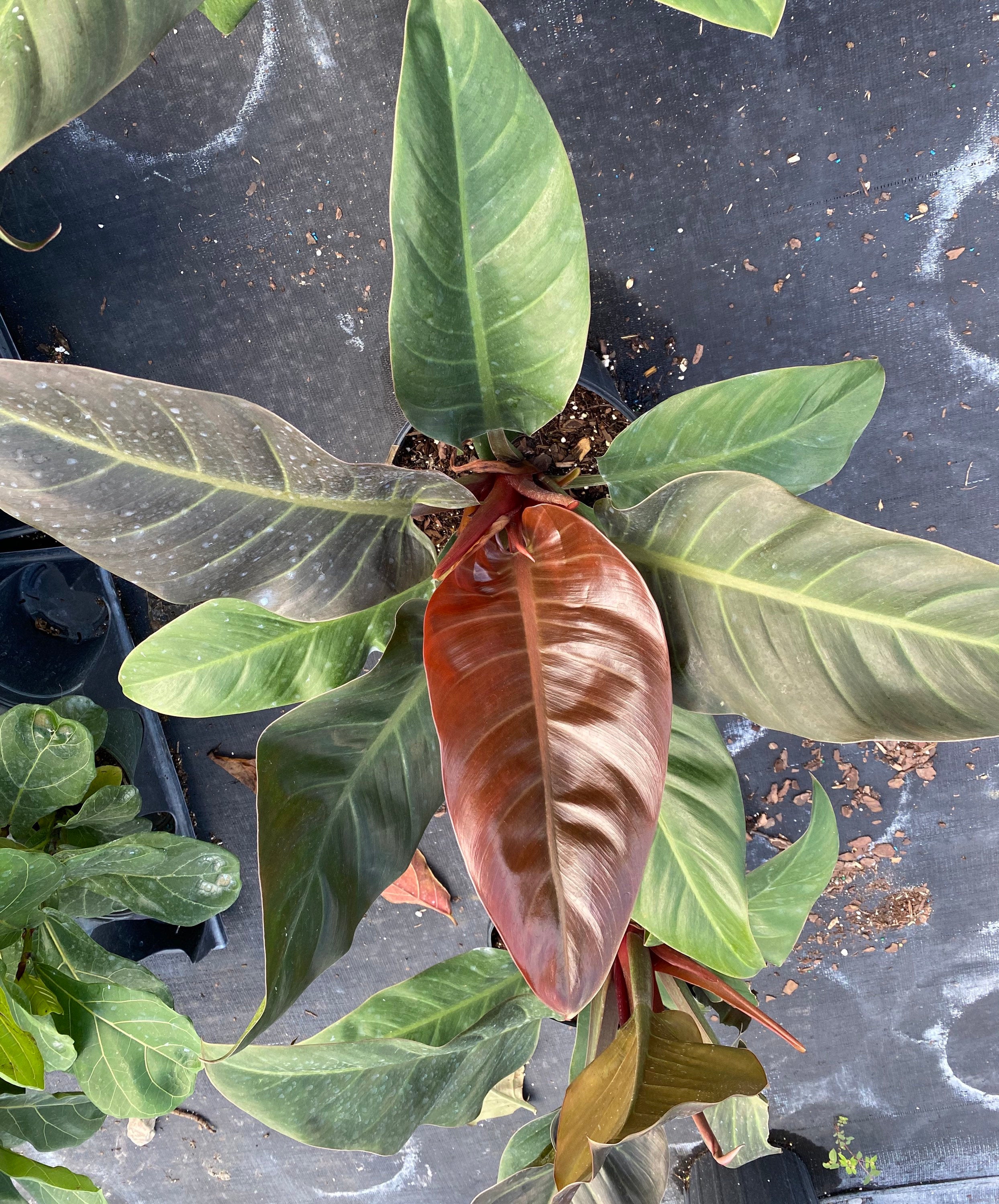 upper view of Philodendron Imperial Red