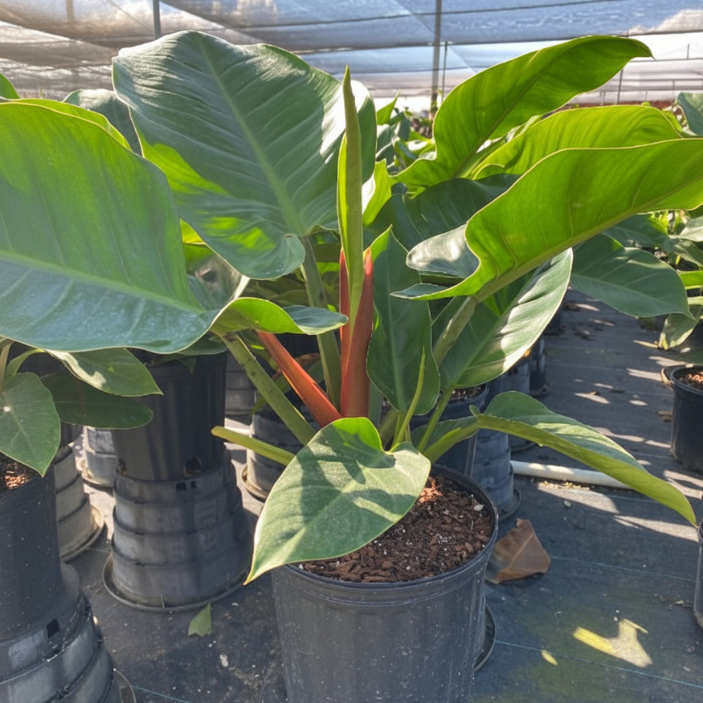 Philodendron Imperial Green in green pot