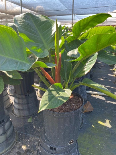 Philodendron Green Princess