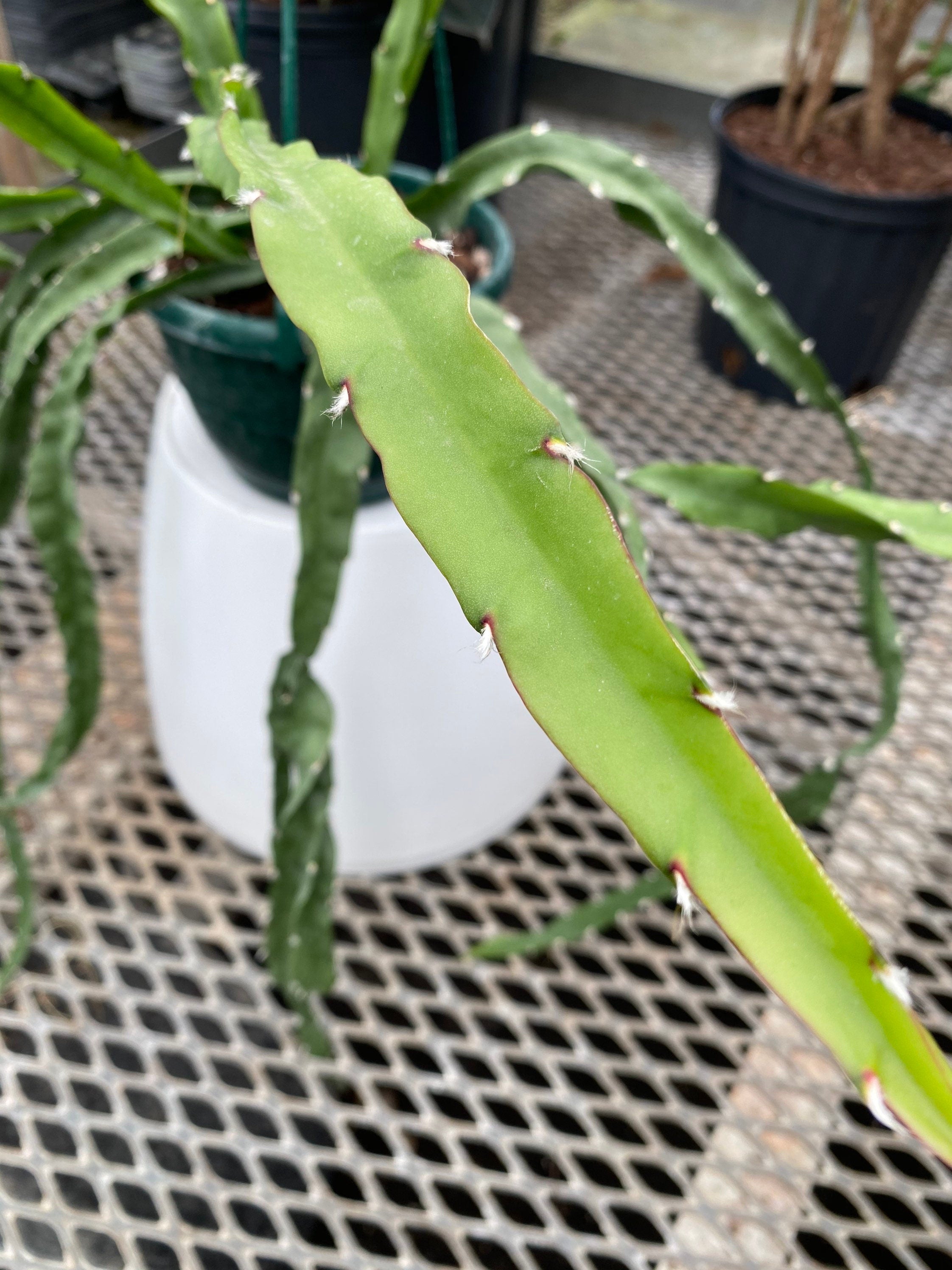 close view of Lepismium Cruciforme, Plant Vines in Hanging Basket, Hurricane or Jungle Cactus leaf