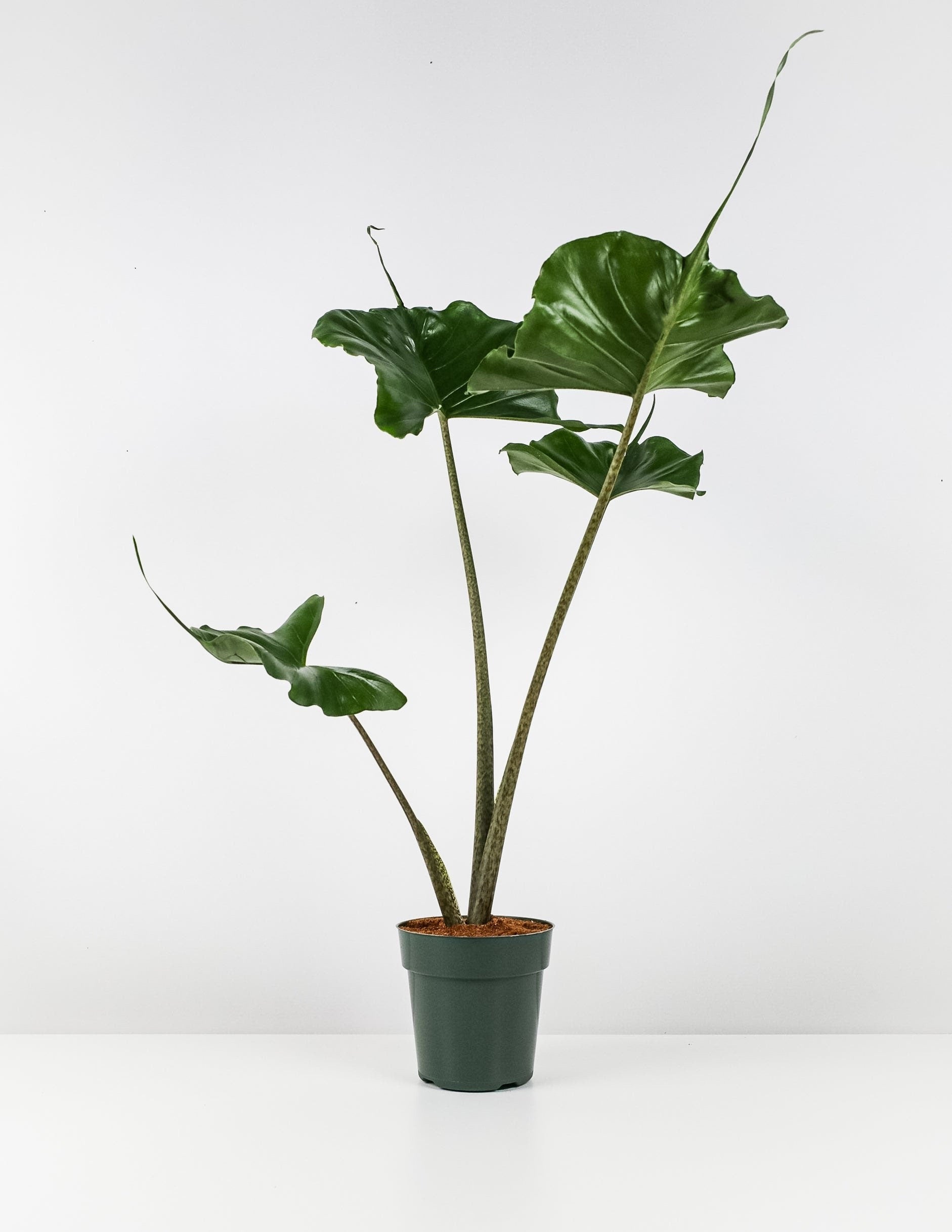 Alocasia Stingray, Elephant Ears Live Indoor Plant in a green pot