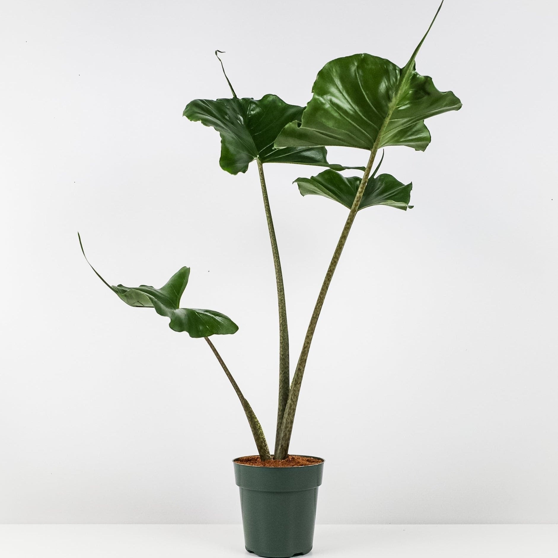 Alocasia Stingray, Elephant Ears Live Indoor Plant in a green 6in plastic grower pot with upward-reaching mottled stems and unique, wide-winged green leaves, ideal for bright indoor spaces and tropical home decor.
