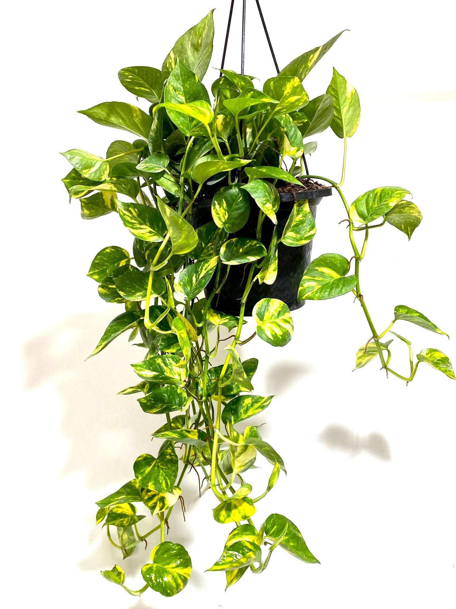 hanging Golden Pothos in Hanging Basket, Epipremnum Aureum in a pot