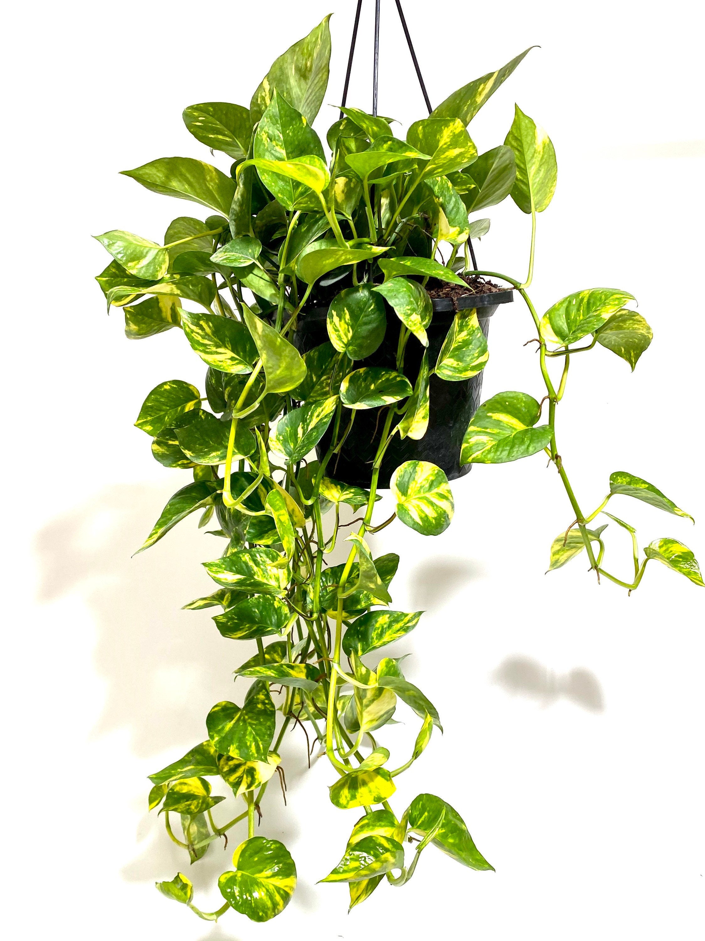 hanging Golden Pothos in Hanging Basket, Epipremnum Aureum in a pot