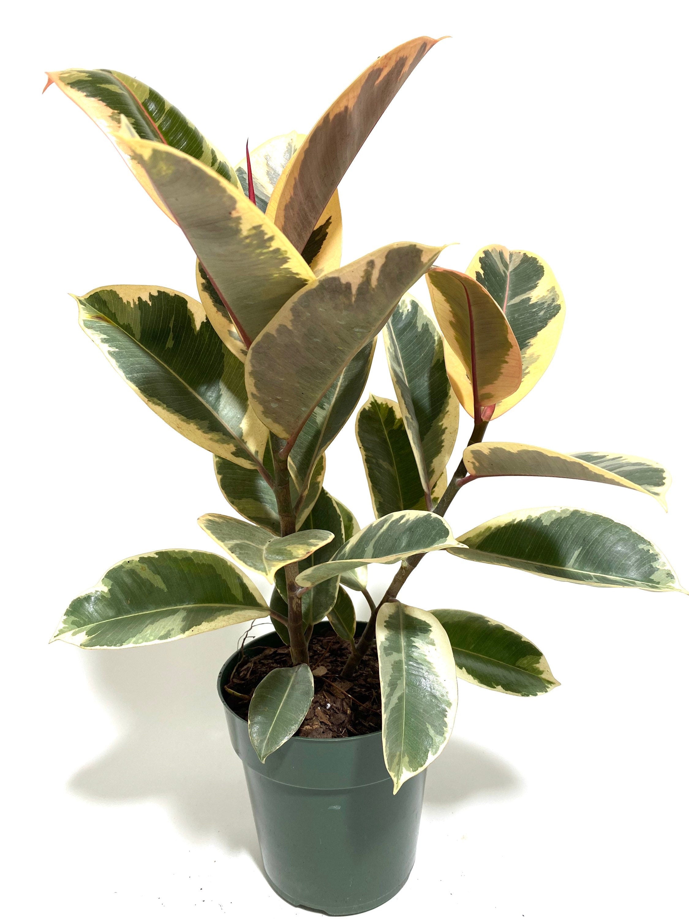 Ficus Tineke Tree Form Double, Variegated Rubber Tree with white background