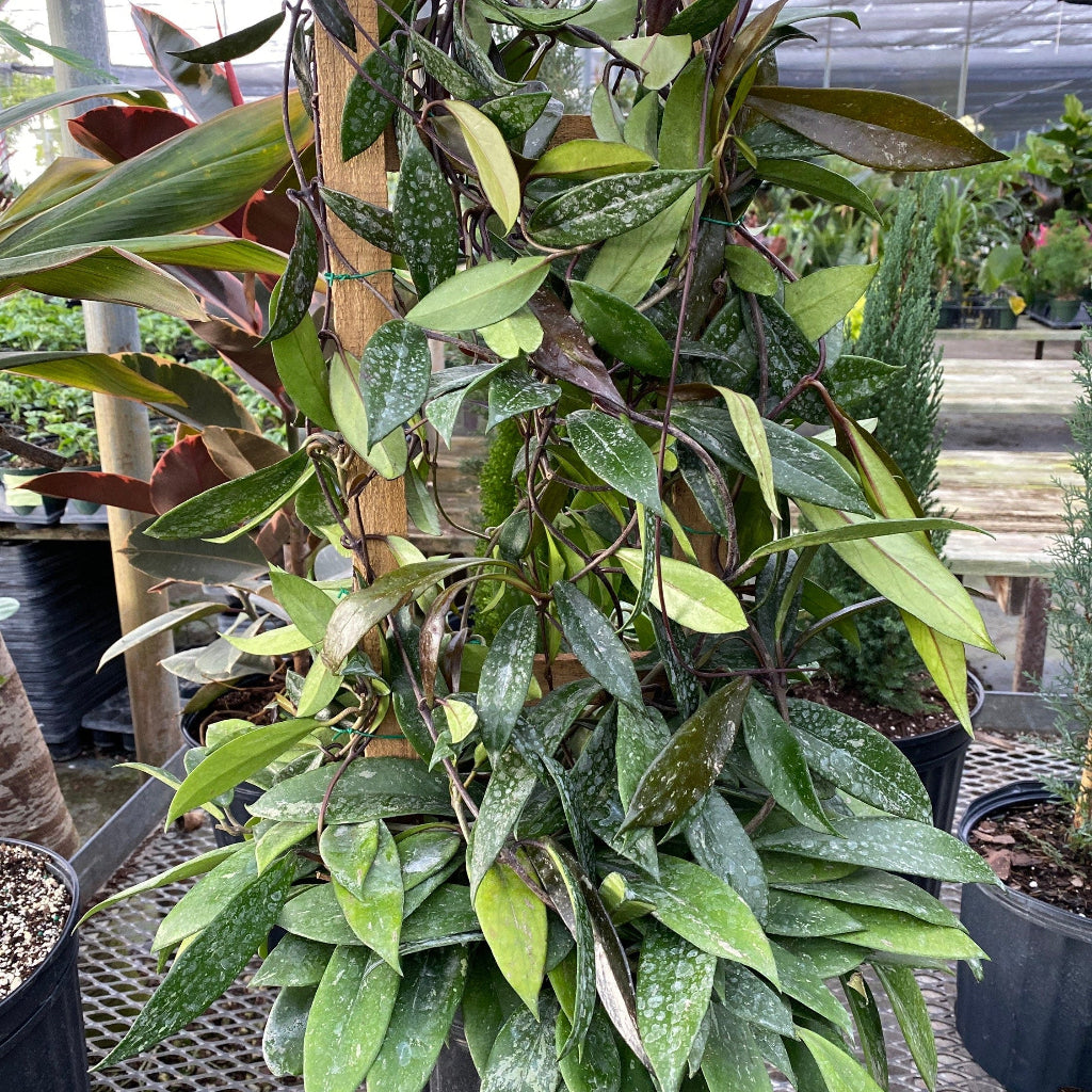 Hoya Publicalyx Splash in Trellis, Live Plant Variegated in nursery