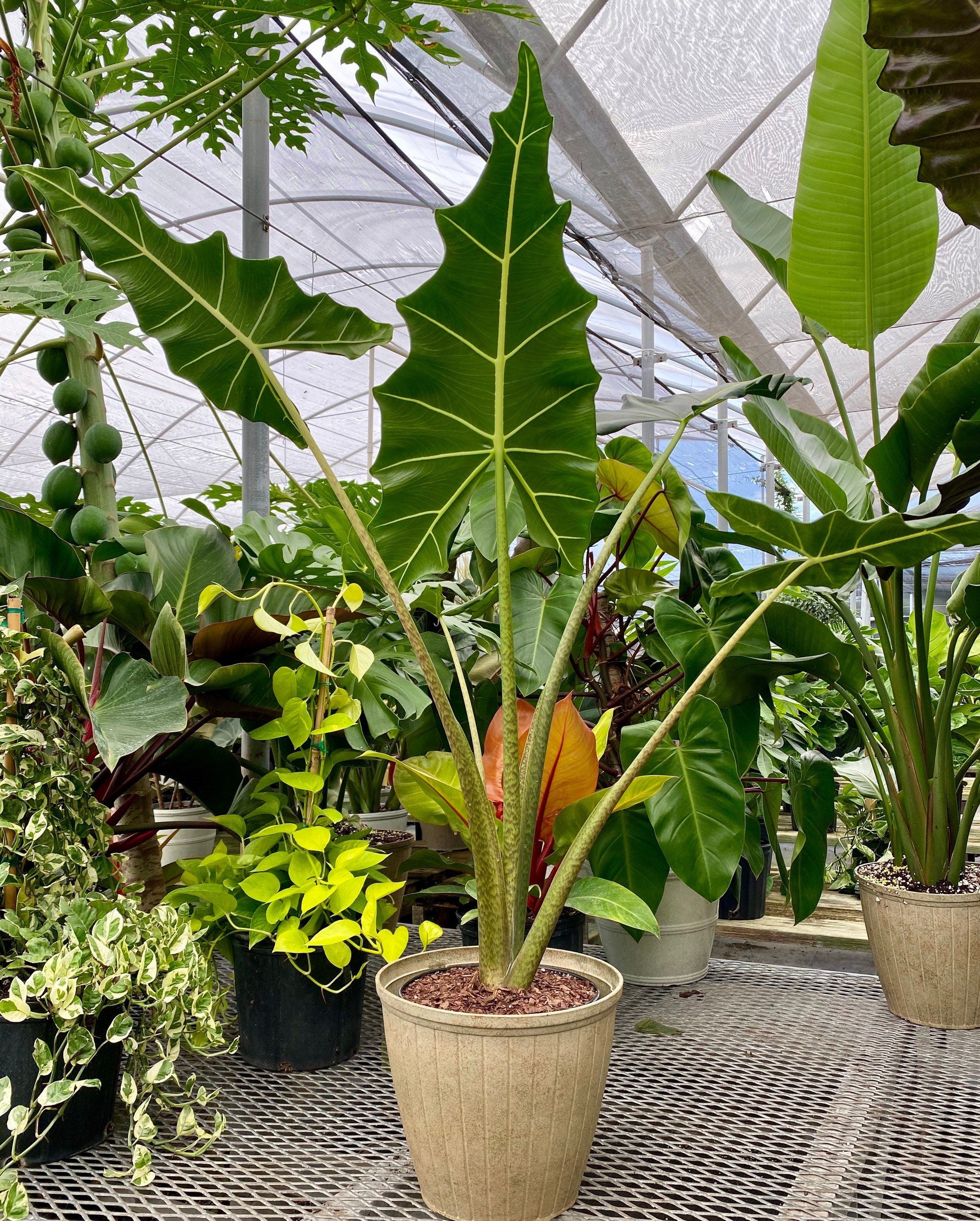 Alocasia Sarian, Live Tropical Plant in a brown pot